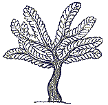 Lebensbaum